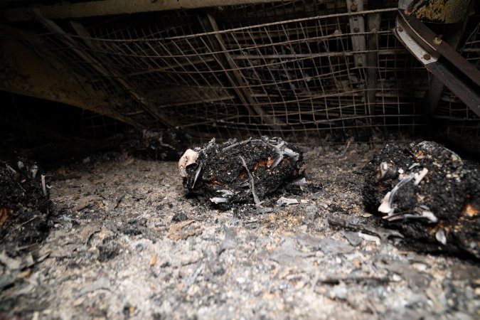 Egg Farm Fire Aftermath