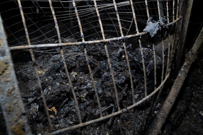 Egg Farm Fire Aftermath