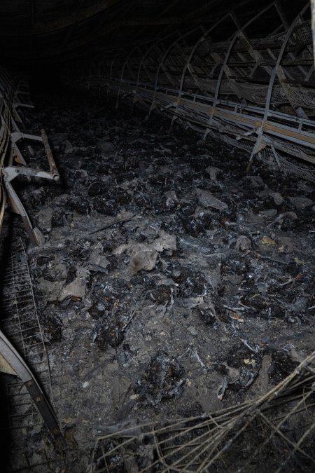 Egg Farm Fire Aftermath