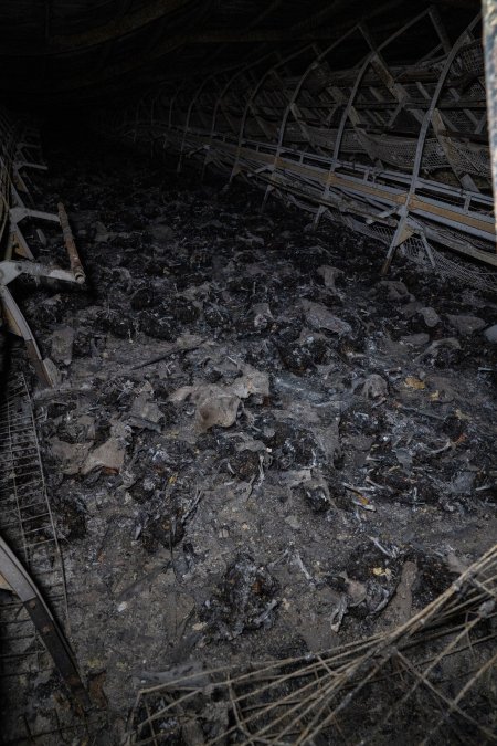 Egg Farm Fire Aftermath