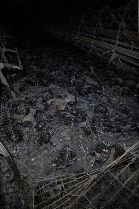 Egg Farm Fire Aftermath