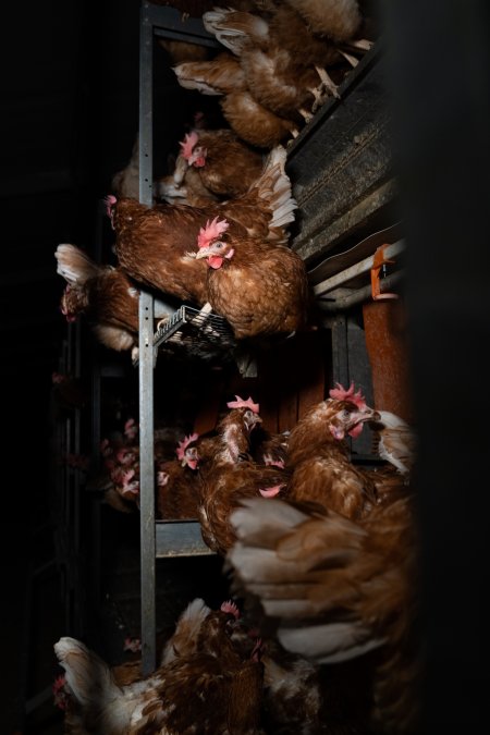 Barn-laid egg farm identical to the one burned