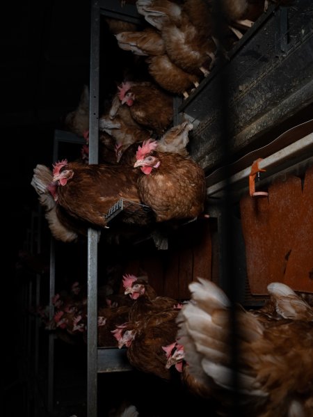 Barn-laid egg farm identical to the one burned