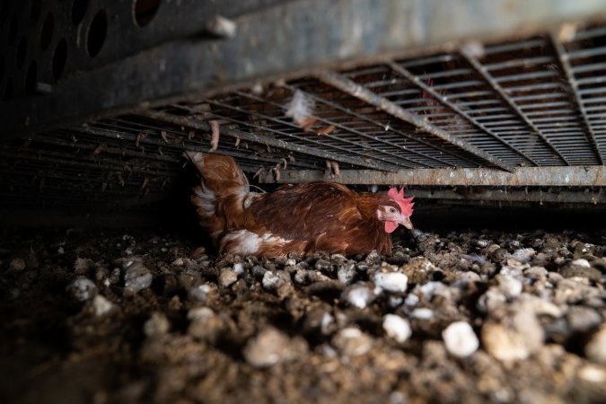 Egg Farm Fire Aftermath