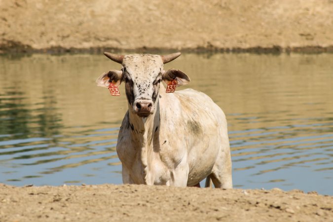 Cowtown Rodeo