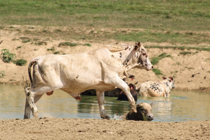 Cowtown Rodeo