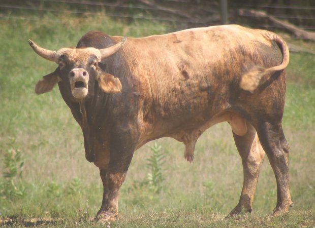 Cowtown Rodeo