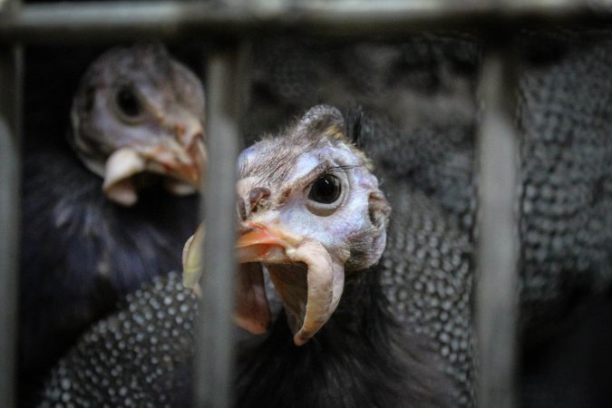 Kikiriki Live Poultry