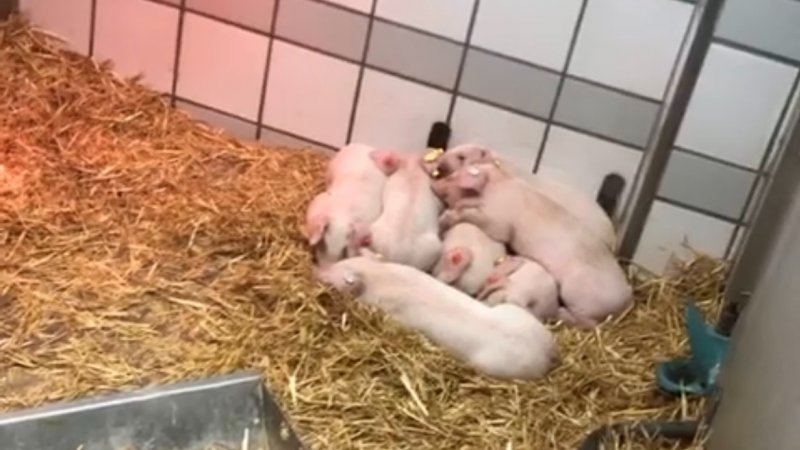 Piglets in pen