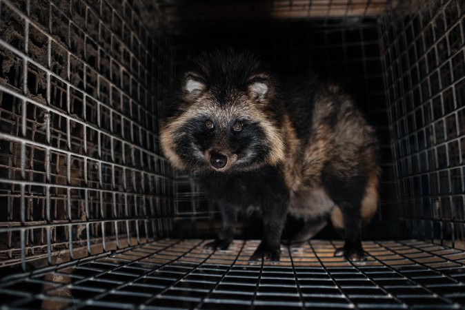 Fur farms