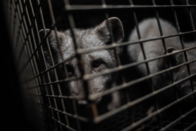 Fur farms