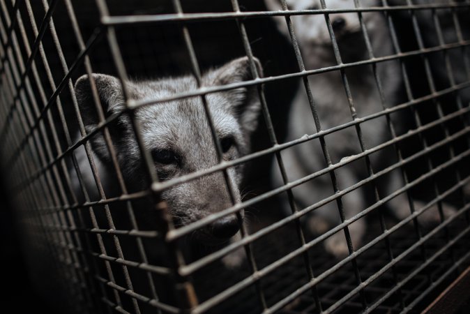 Fur farms