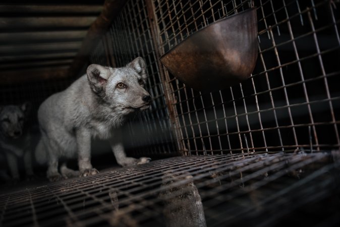 Fur farms