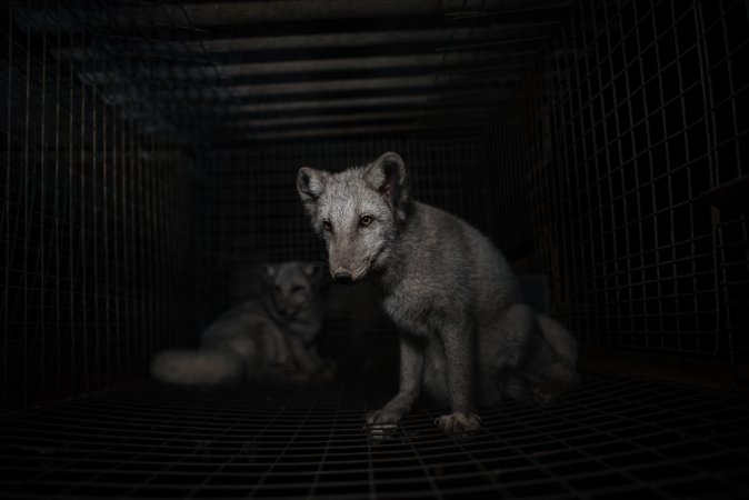 Fur farms