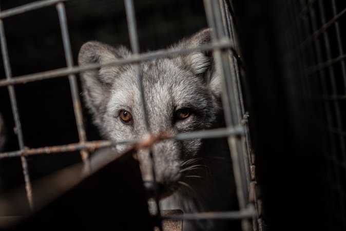 Fur farms