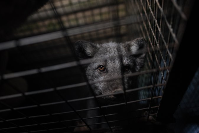 Fur farms