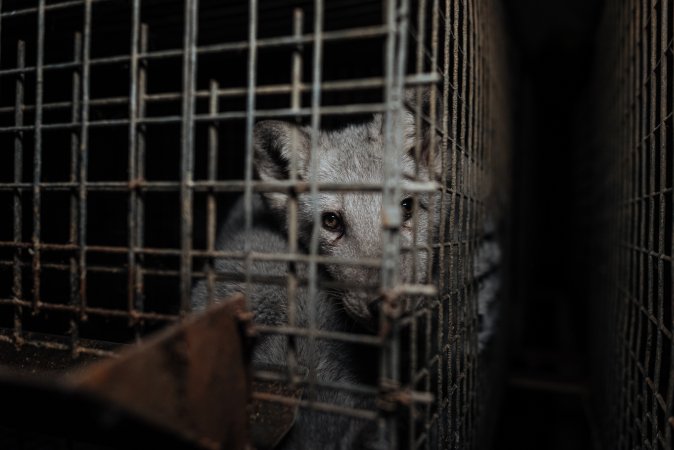 Fur farms