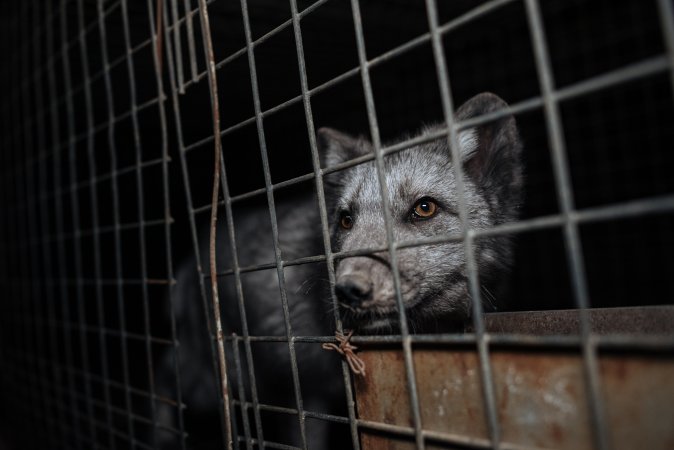 Fur farms