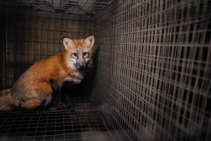 Fur farms