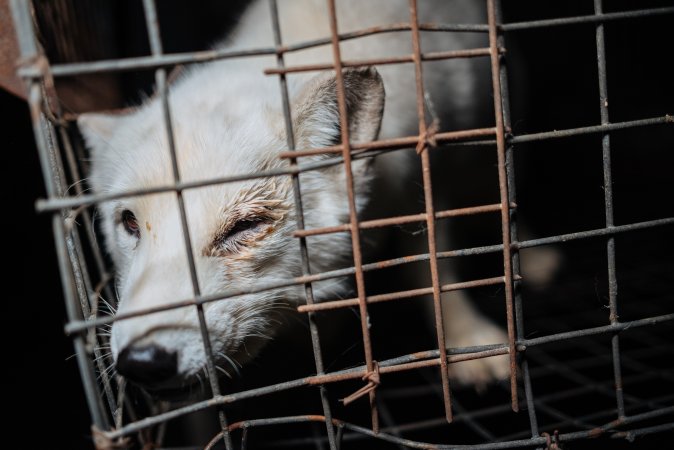 Fur farms