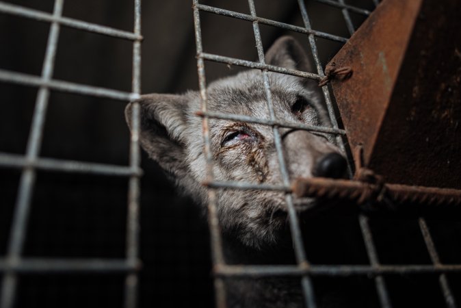 Fur farms