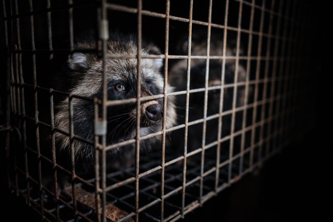 Fur farms