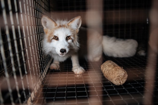 Fur farms