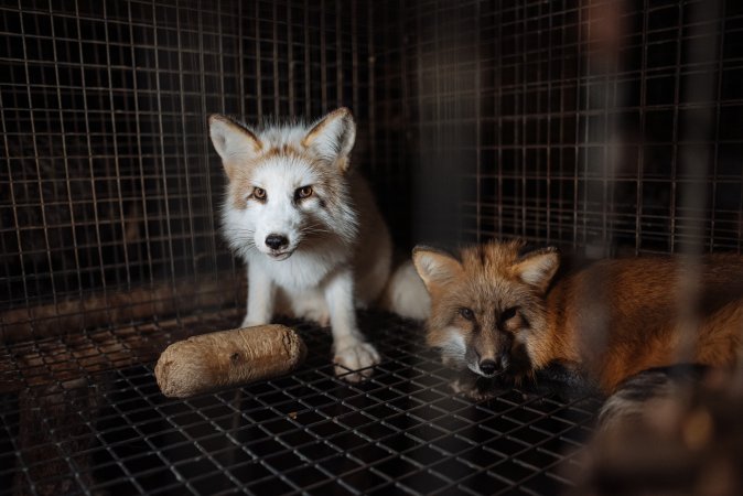 Fur farms