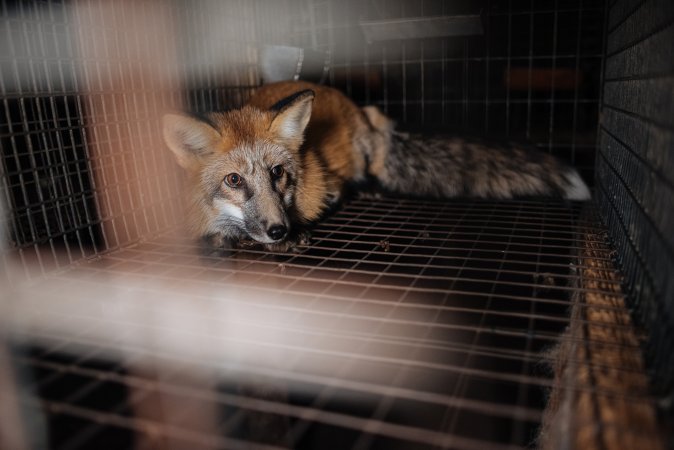 Fur farms