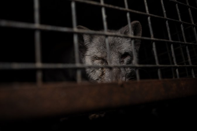 Fur farms