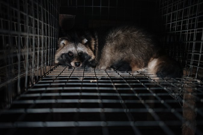 Fur farms