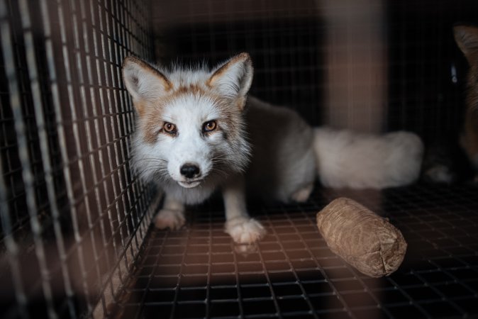 Fur farms