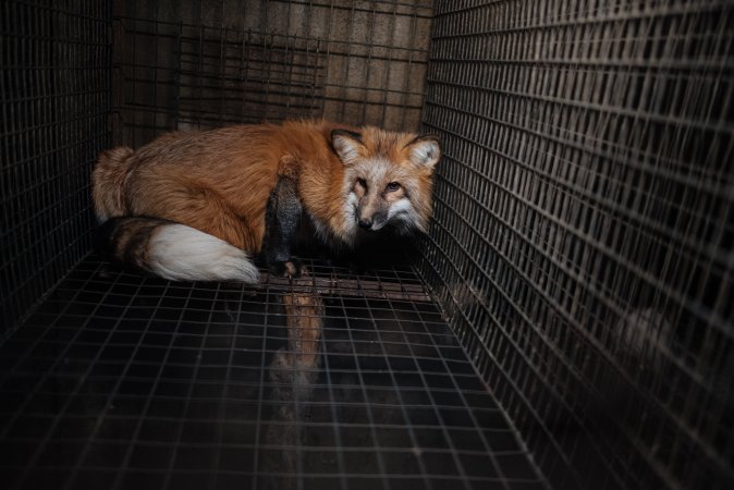 Fur farms