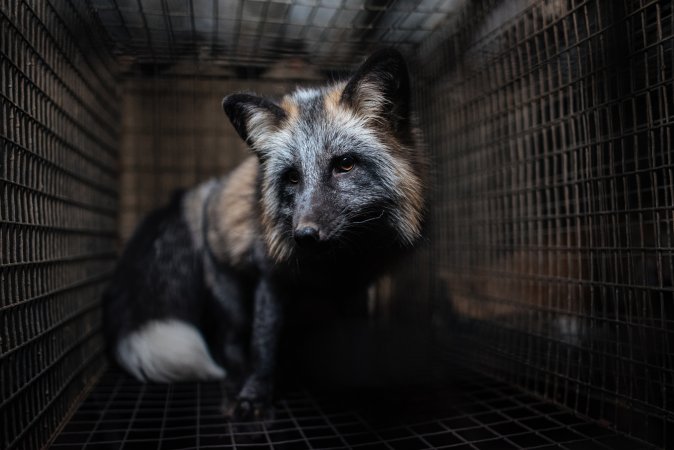 Fur farms