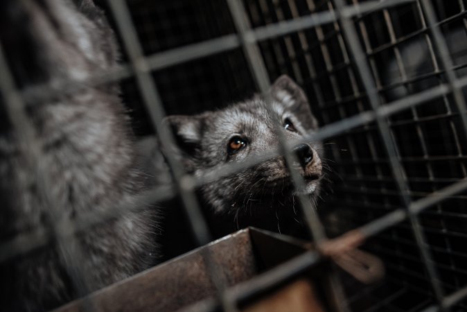 Fur farms