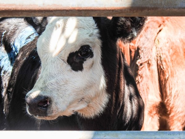 Gympie Calf Sale