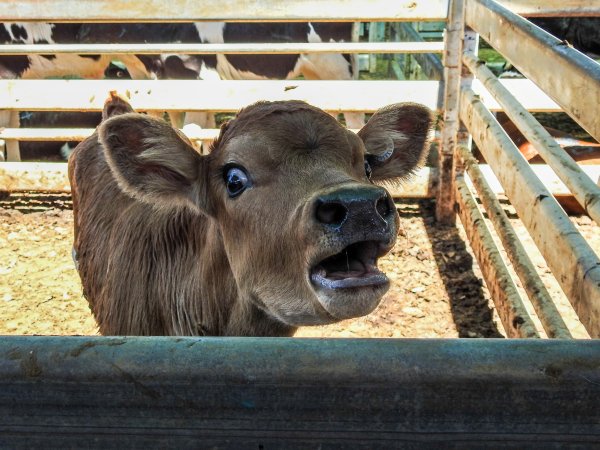 Gympie Calf Sale