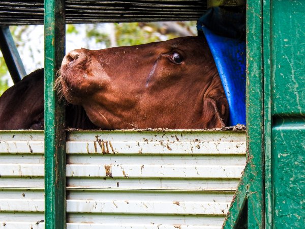 Australian Country Choice- Cannon Hill/Murarrie QLD.