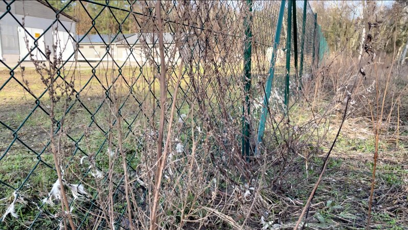 Fence accumulated with feathers from hens