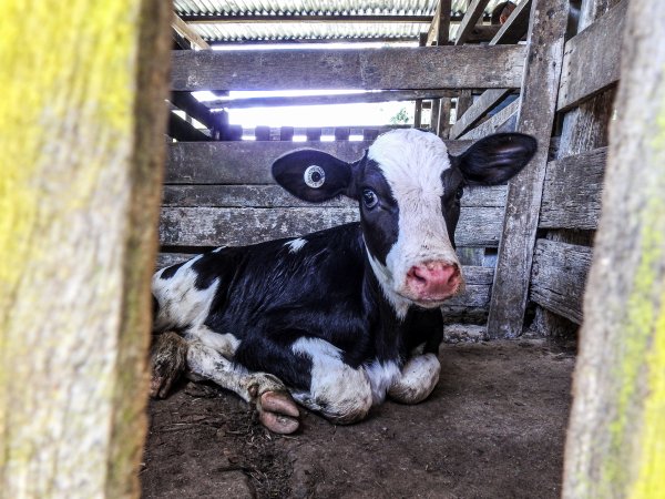 Woodford Saleyard