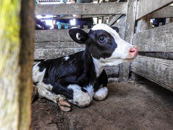 Woodford Saleyard