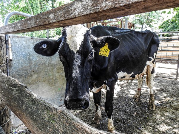 Woodford Saleyard