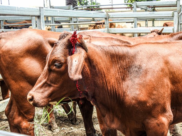 Woodford Saleyard