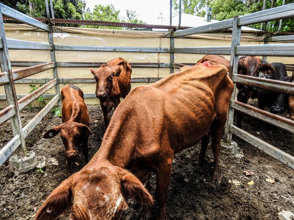 Woodford Saleyard