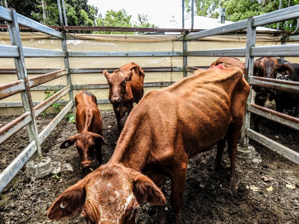 Woodford Saleyard