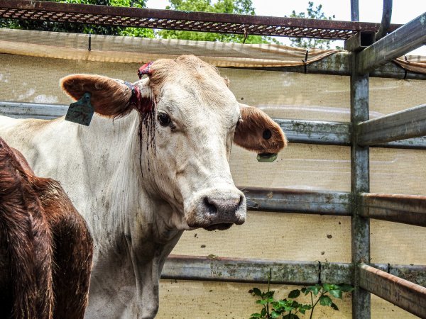 Woodford Saleyard