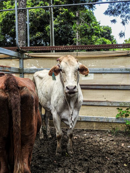 Woodford Saleyard