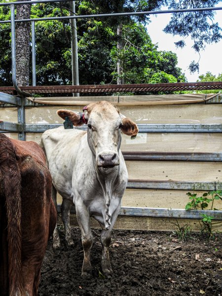 Woodford Saleyard