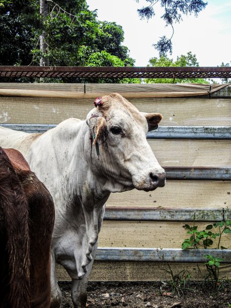 Woodford Saleyard