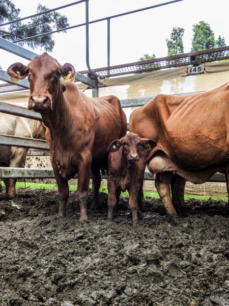 Woodford Saleyard